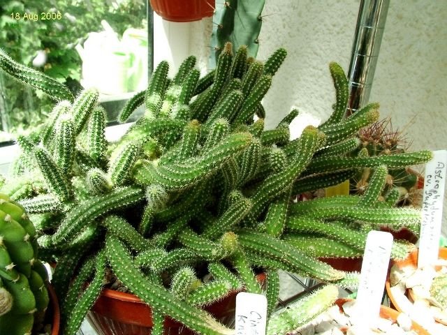Echinopsis _chamaecereus _11